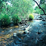 byfield-forest