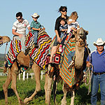 camels